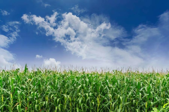 Crop of corn in a field